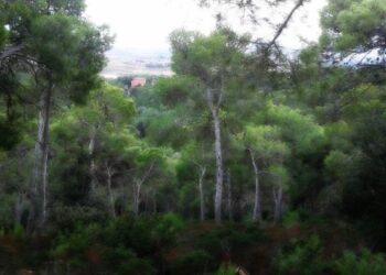 Sinnai si fa bella, approvata la relazione per l’indizione del bando per l’affidamento del servizio di manutenzione del verde