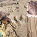 Piscinas, Caretta caretta intrappolata nelle funi e salvata grazie a una barella di fortuna