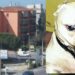 Donna aggredita a Cagliari, si riaccende la polemica sui cani di grossa taglia