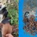 Orrore a Quartu Sant’Elena, trovati due cagnolini incatenati e abbandonati, scheletrici, impauriti e sofferenti