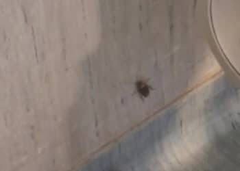 Cagliari, degrado sanità senza fine: blatte nella sala d’attesa dell’Oncologico Businco (VIDEO)