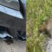 Guspini, pericolo nutrie che attraversano la strada: ieri un incidente