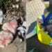 Capoterra, emergenza rifiuti in via Pantelleria: banchettano topi e cornacchie