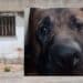 Iglesias, un garage trasformato in prigione per tre cani legati