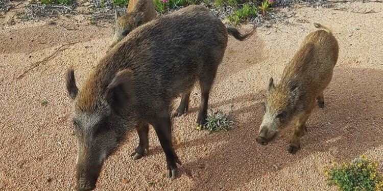 Villamassargia, 12 cinghiali chiusi in un recinto contro un centinaio di cacciatori