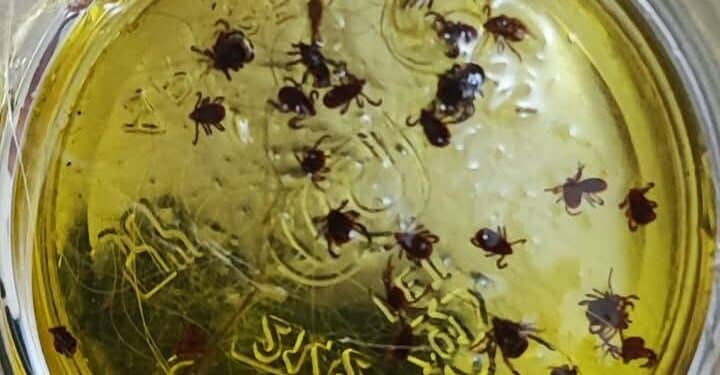 Sestu, allarme zecche in paese: si moltiplicano le segnalazioni dei residenti
