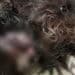 Carbonia, attaccato al collo da un Pitbull: piccolo cagnetto vivo per miracolo