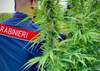 Coltivavano e spedivano droga nel nord Italia: smantellato dai carabinieri di Cagliari il centro di produzione in Sardegna