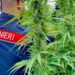 Coltivavano e spedivano droga nel nord Italia: smantellato dai carabinieri di Cagliari il centro di produzione in Sardegna