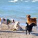 Quartu Sant’Elena, al mare con Fido nella spiaggia sotto la ringhiera a Margine Rosso