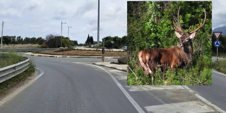 Pula, basta incidenti sulla Ss 195: in arrivo nuove tecnologie per dissuadere l’attraversamento di cervi e cinghiali