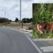 Pula, basta incidenti sulla Ss 195: in arrivo nuove tecnologie per dissuadere l’attraversamento di cervi e cinghiali