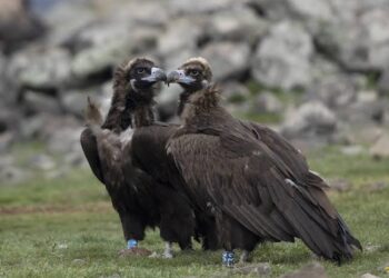 Sardegna, dopo il grifone saranno reintrodotti il gipeto e l’avvoltoio monaco