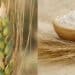 Prezzo del grano al ribasso, agricoltori delusi a Villasor