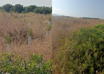 Sarroch, allarme piante abbandonate: secche e sofferenti, fallisce la riforestazione