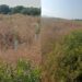 Sarroch, allarme piante abbandonate: secche e sofferenti, fallisce la riforestazione