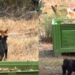 Branchi di cani randagi ancora in azione a Torre delle Stelle