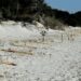 A Capo Comino, pali abbattuti e corde tagliate a tempo di record