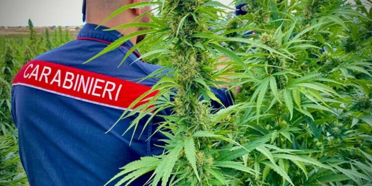 Traffico di droga tra Sardegna e Nord Italia: due arresti a Illorai e Porto Cervo