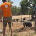Salvato il cinghiale Maddy, la nuova vita dell’animale ferito a La Maddalena