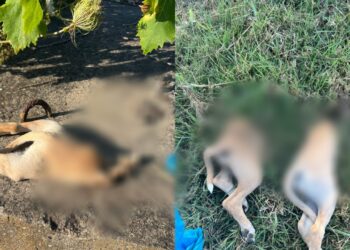 Orrore e vergogna a San Gavino Monreale, uccisi e tagliati in due un paio di cuccioli di cane