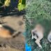 Orrore e vergogna a San Gavino Monreale, uccisi e tagliati in due un paio di cuccioli di cane