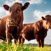 Dermatite bovina, il Tar respinge il ricorso: gli animali vanno abbattuti, anche se asintomatici