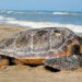 Liberata una Caretta caretta ad Arbus, una nuova vita per “Lady Gaga”