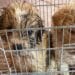 Quartu, rinchiusi in un trasportino e abbandonati sotto il sole a Flumini: due cuccioli salvati da morte certa