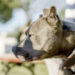 Pitbull lasciato in garage dal padrone in vacanza: morto di caldo e di sete