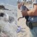 Quartu, pullo di cormorano ferito alla zampa: la Forestale lo salva da morte certa