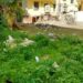 Cagliari, residenti esasperati: “In via dei Donoratico discarica a cielo aperto con topi e scarafaggi”