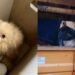 Cagliari, è mistero sulla sorte del cagnolino trovato dentro un sacco dai netturbini