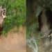 Allarme cervi e cinghiali a Sarroch e Pula: in cerca di cibo e acqua attraversano la strada e fanno razzia di orti