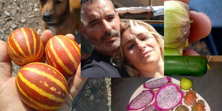 Frutta esotica made in Samassi: tra grano e carciofi spuntano frutto del drago e maracuya