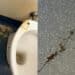 Cagliari, nel bagno del Pronto Soccorso del Brotzu anche vomito e formiche
