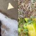 Grandinate improvvise nel Sud Sardegna, imprenditori agricoli in ginocchio