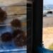 Pesca proibita nell’Area Marina Protetta di Capo Carbonara, ricci messi in mostra sui social