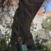 Siliqua, a casa Collu l’albero più longevo del paese: un ulivo con più di 310 anni