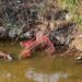 Rifiuti a Capoterra, dal rio Santa Lucia spuntano anche carrelli per la spesa