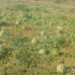 Barrali, agricoltori in ginocchio dopo il nubifragio