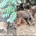 Sinnai, cinghiali e colonie feline: “Basta strumentalizzazioni”
