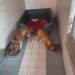 Guasila, cani immobilizzati dal guinzaglio: salvati dai carabinieri grazie ai vicini, denunciato 70enne