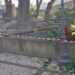 Cagliari, paura nei giardini di Viale Regina Elena: si stacca un grosso ramo da un albero, danneggiata una recinzione