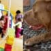 Cagliari, pitbull e bimbi nello stesso cortile: scatta l’allarme in vista del ritorno a scuola dopo l’aggressione