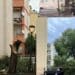 Cagliari, un intero albero abbattuto per un ramo spezzato: “Solo tagli drastici senza potature, così perdiamo anche l’ombra”