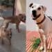 Cagliari, la questione cani arriva in consiglio comunale: “Teodora innocua, 3 pitbull pericolosi liberi”
