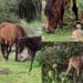 Al parco della Giara tanti nuovi cavallini che corrono a briglia sciolte nella natura selvaggia