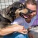 Troppi abbandoni a Quartu, un contributo per chi adotta un cane