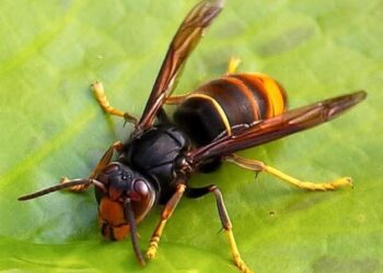 Vespe asiatiche anche a Serdiana, a Pirri intanto riapre il parco della Ex Vetreria